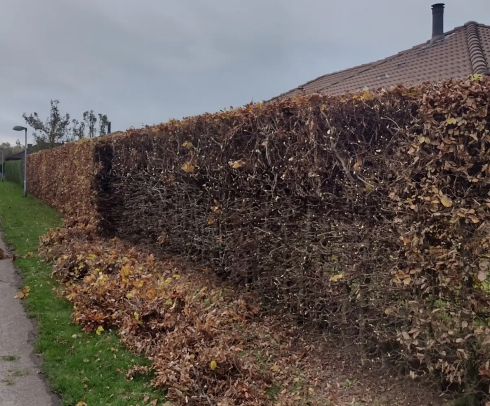 vinterbeskæring af hæk på sjælland